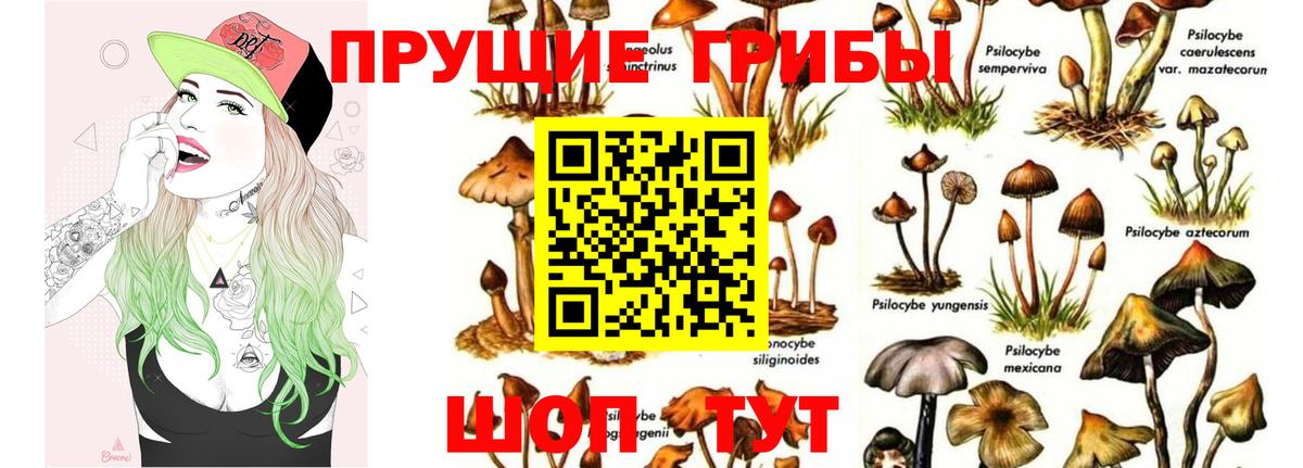 Галлюциногенные грибы Cubensis Красноармейск